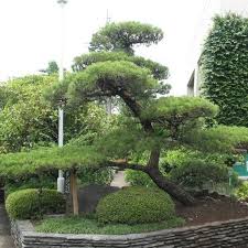 Buy Japanese Black Pine Tree Seeds