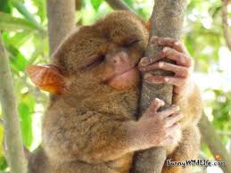 Image result for funny sleeping animals