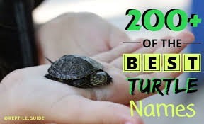 Tips for choosing the best turtle name. 200 Pet Turtle Names You Re Gaurenteed To Love Cute Funny More