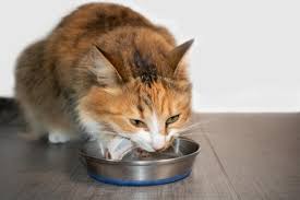 best low protein cat food in 2022 all