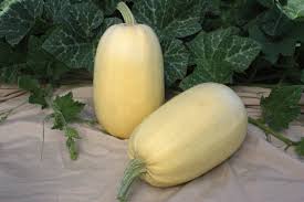 Growing And Harvesting Spaghetti Squash P Allen Smith