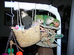 basket bird foraging toy petdiys com