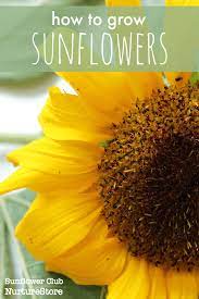 Leave a 10cm space between each seed. How To Grow Sunflowers With Children Nurturestore