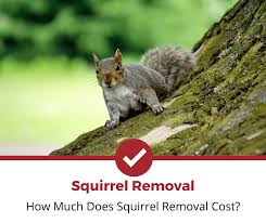 How Much Does Squirrel Removal Cost