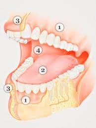 anatomy of your mouth tooth canker