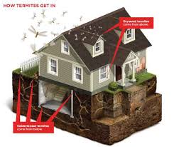 residential termite control antimite