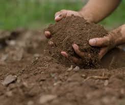 will plants grow in clay soil home soils