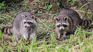 If you want to stop the raccoon you can try some basic home remedies. How To Get Rid Of Raccoons 12 Best Ways In 2021
