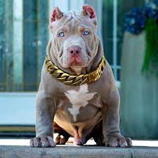 If you are looking for pitbull puppies for sale, or pitbulls for sale it is very important to do the research. Xxl Biggest Pitbulls Bully Breeder Merle Puppies For Sale Extreem Structure