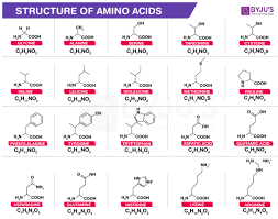 amino acid structure definition