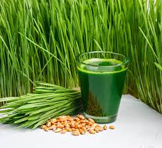 health benefits of wheatgr juice