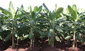Image result for Plantain Farming