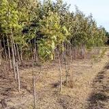 Image result for List Of Hardwood Trees In Kenya