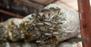 Grow Mushrooms Commercially The