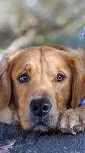 Na stronie znajdziesz równierz zdjęcia i tła. Smutny Pysk Psa Golden Retriever Dogs Retriever