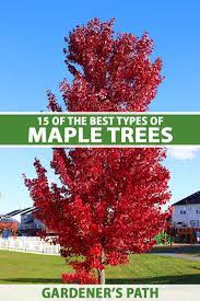 15 of the best types of maple trees to