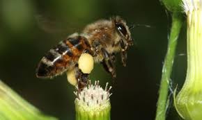 Resultado de imagen para torax abejas