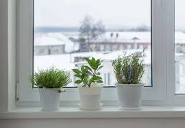 Grow Vegetables Indoors In Winter