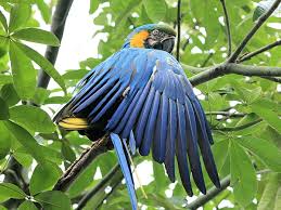 close up blue macaw perced on tree