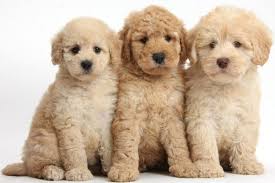 Collection by angel view doodles llc. Mini Goldendoodle Cost Mini Goldendoodle