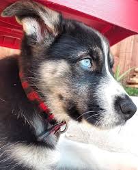 Made of sunny, fun scenery, florida is also very welcoming to the average pet owner. German Shepherd Husky Mix Blue Eyes Petfinder