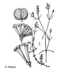 Sp. Hieracium spurium - florae.it