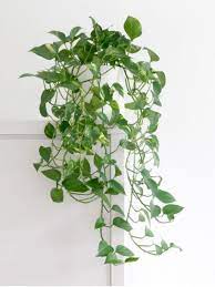 Fast Growing Houseplants What Are The