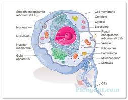 Cell, eukaryotic all living organisms are composed of cells. Eukaryotic Cell Structure