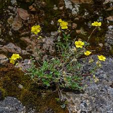 Helianthemum canum (L.) Hornem. | Plants of the World Online ...