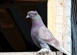 artistic photo of a rock pigeon sitting