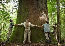 The base of the tree is extremely large with its roots extending out from the trunk. Brazil Nuts This Valuable And Eco Friendly Cash Crop Is Also Harvested In Peru