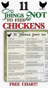 11 Things Not To Feed Chickens The Best Way To Dispose Of