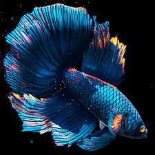 betta fish live wallpaper free 1 4