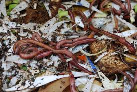 worm composting system red worms