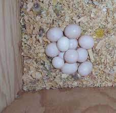 hyacinth macaw eggs by taylorwayne