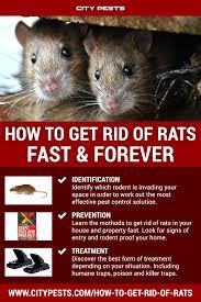 They often leave several droppings in the house. How To Get Rid Of Rats The Ultimate Guide Getting Rid Of Rats How To Get Rid Rid