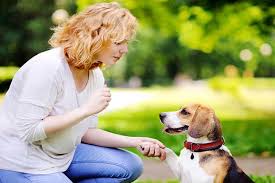 Dog Training Hand Signals Commands And Hand Signals For Dog