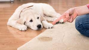 hydrogen peroxide on carpet dog urine