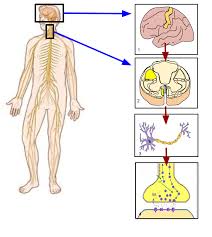 Just a gotdamn flaming nervous system floating around space! Somatic Nervous System Wikipedia