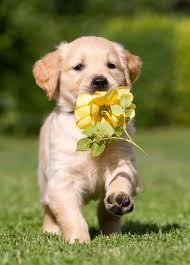 wallpapers com images featured adorable puppy pict