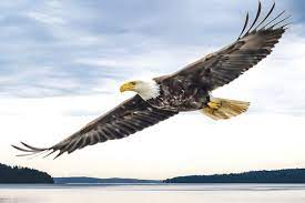 eagles and the genius of bird flight