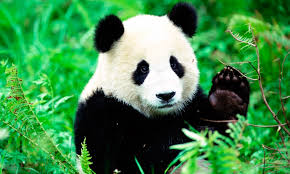 Resultado de imagen para oso panda