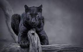hd wallpaper nature cat panther
