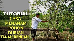 Tekan >> sini << untuk beli benih durian musang king. Tutorial Cara Menanam Durian Di Kawasan Tanah Rendah Bekas Sawah Padi Agar Berbuah Lebat Dan Subur My Info Berita