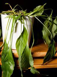 why you have a drooping peace lily