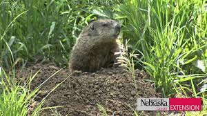 First of all, you have to define the most active groundhog paths. Controlling Woodchucks Groundhogs Youtube