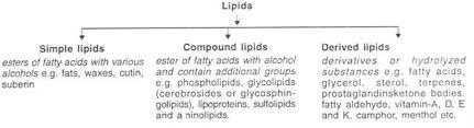 Lipids And Its Types With Diagram