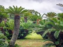 Image result for How To Plant Cycads In South Africa