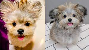When my maltese pomeranian mix was 3 and a half months old, he fell down the stairs and broke both bones in his forearm, which made him a little skittish, but overall he's a wonderful dog. Maltipom Cutest Maltese Pomeranian Mix Dogs Puppies Club