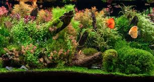 planted aquariums complete guide for